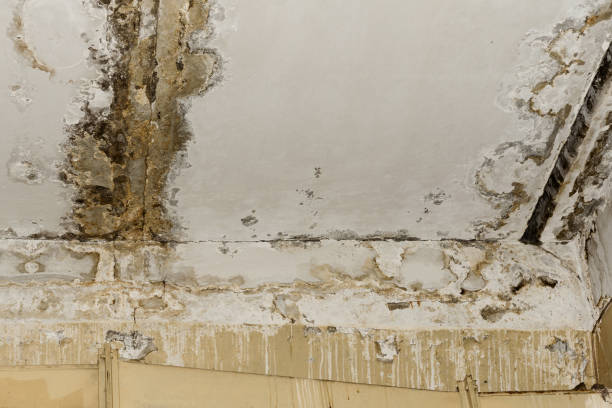 Best Asbestos and Lead Testing During Mold Inspection  in Westwood, MI