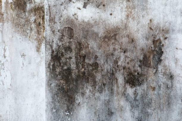 Best Dehumidification Services  in Westwood, MI