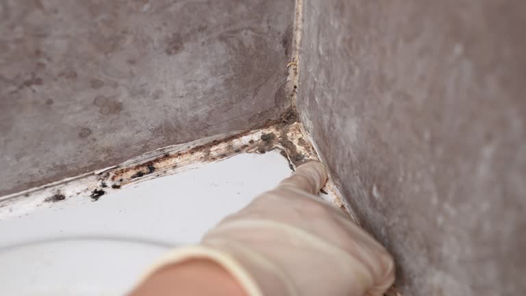 Best Crawl Space Mold Remediation  in Westwood, MI